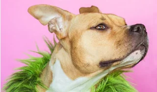 Dog Photography Awards 2023